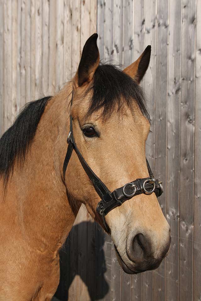 Das Modell, welches die Spanische Reitschule Wien einsetzt: ein nahezu perfekter Kappzaum, der leider nur von wenigen Herstellern im Hochpreissegment erzeugt wird – sein Geld aber durchaus wert ist.